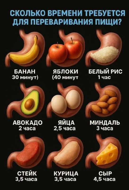 Сколько времени переваривается еда.
