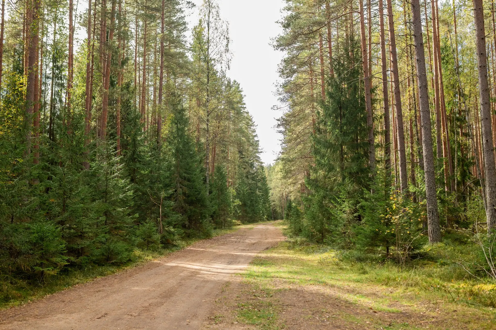 Тихий лес готовится к зиме. Заказник «Ракитинский» в Гатчинском округе, у деревни Дружн...