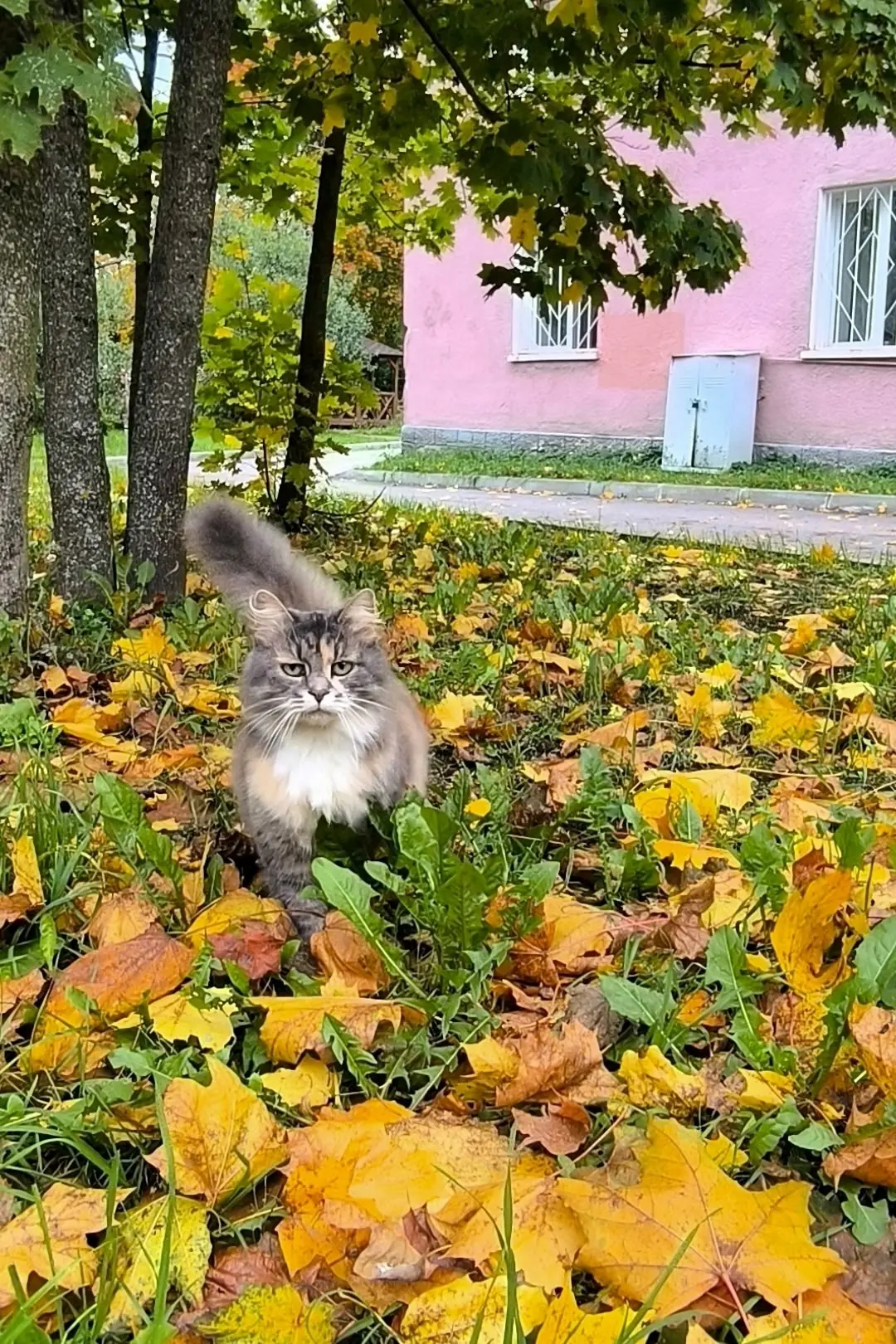 Приозерский осенний котик