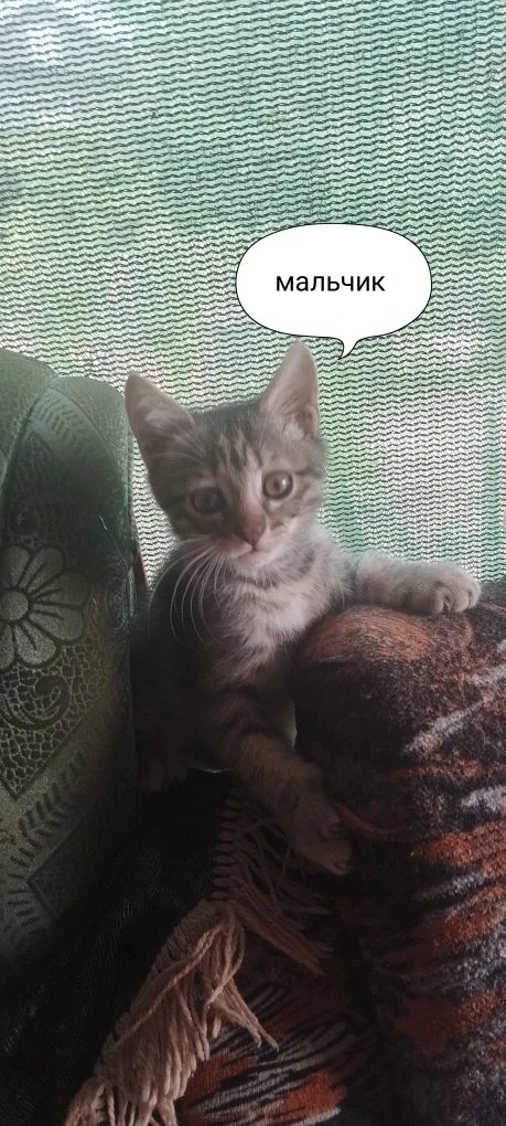 Отдам котят в добрые руки, очень игривые и ласковые, кушают всё, к лотку приучены. Тел. 8-918-883-22