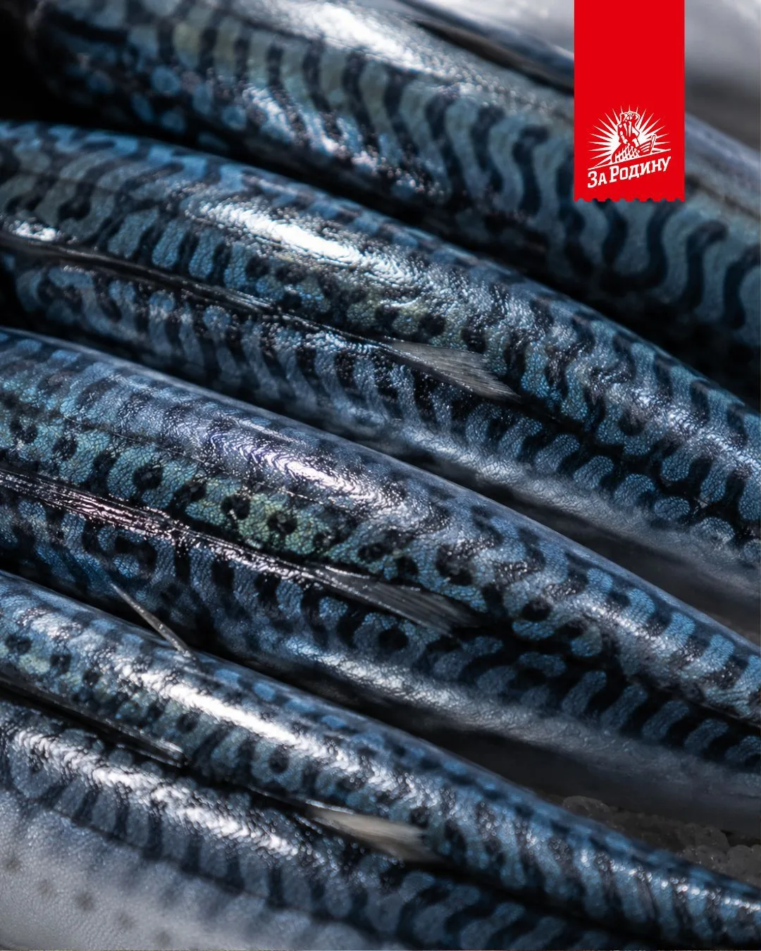 🐟 Скумбрия - больше, чем просто деликатес!