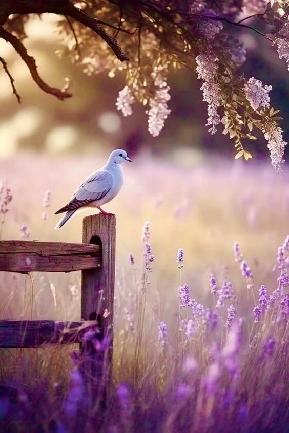 💜 🕊️ 🌸  Живите  с  любовью  ко  всему, что  Вас  окружает  🌸 🕊️ 💜