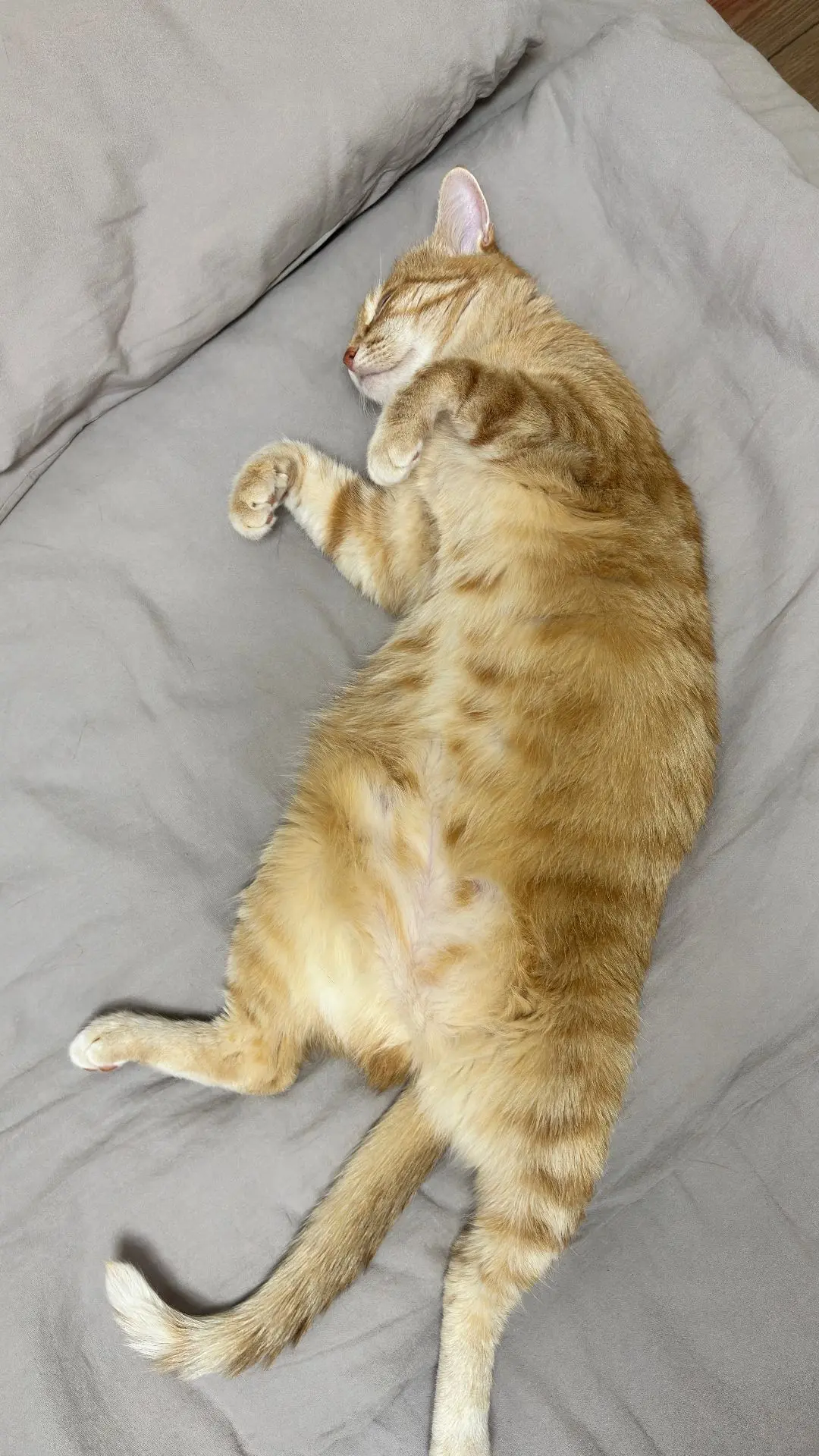 Мяу. Докладываю: меня бросили 😾