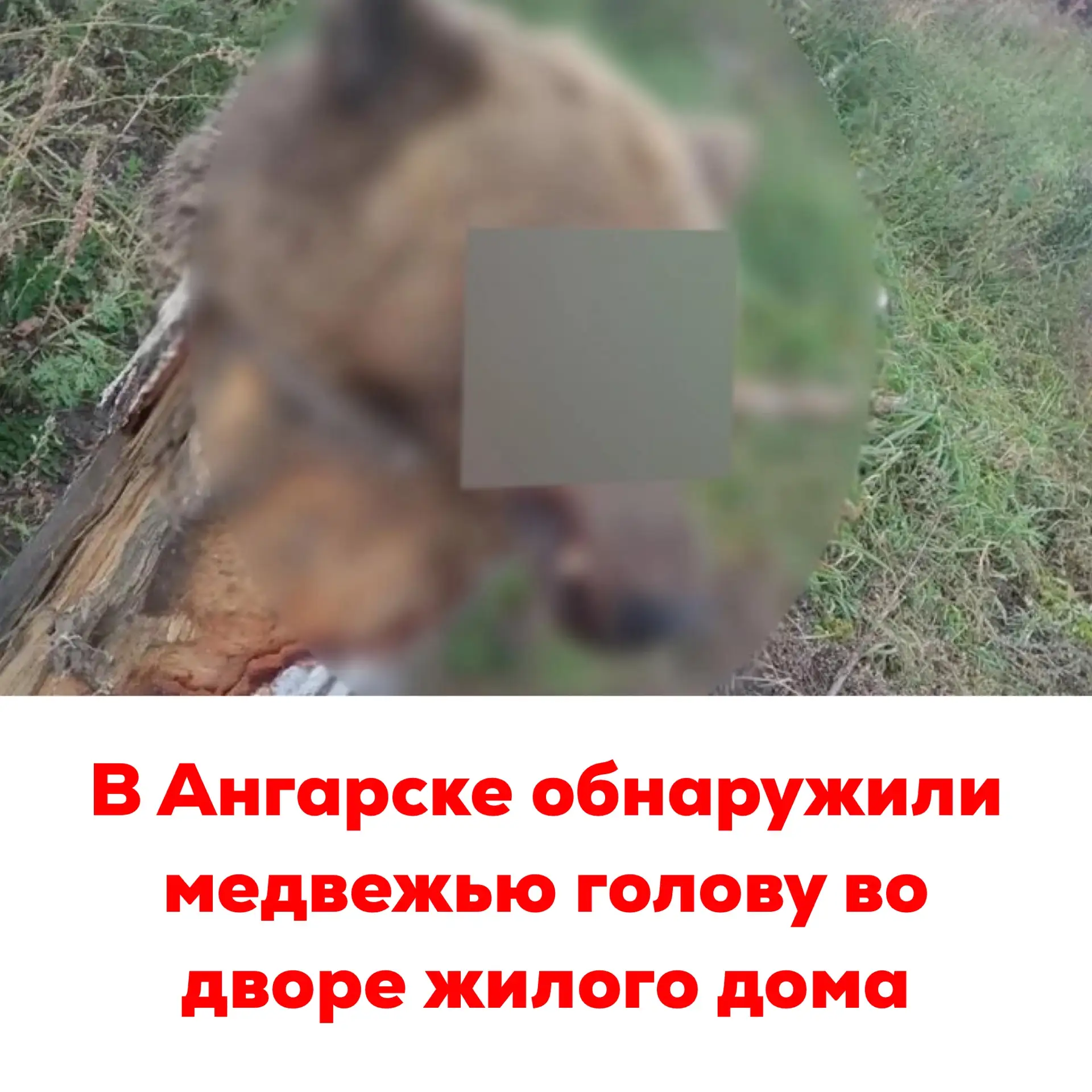 🔴В Ангарске обнаружили медвежью голову во дворе жилого дома