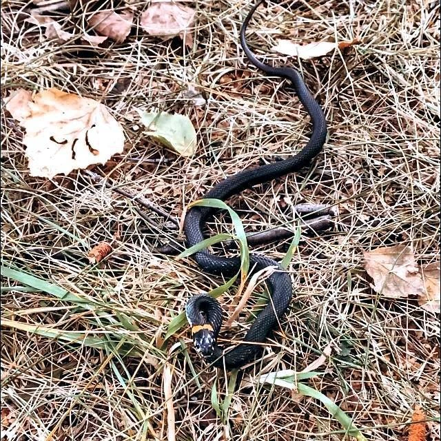 🐍 В Подмосковье змеи начали готовиться к зимней спячке.