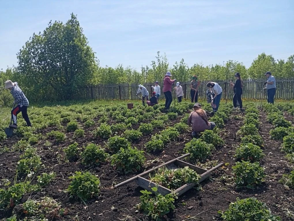 Мәктәбебез бакчасында язгы эшләр дәвам итә. Җиләк аралары чистартыла, корыган ботаклар һәм чүп үләнн