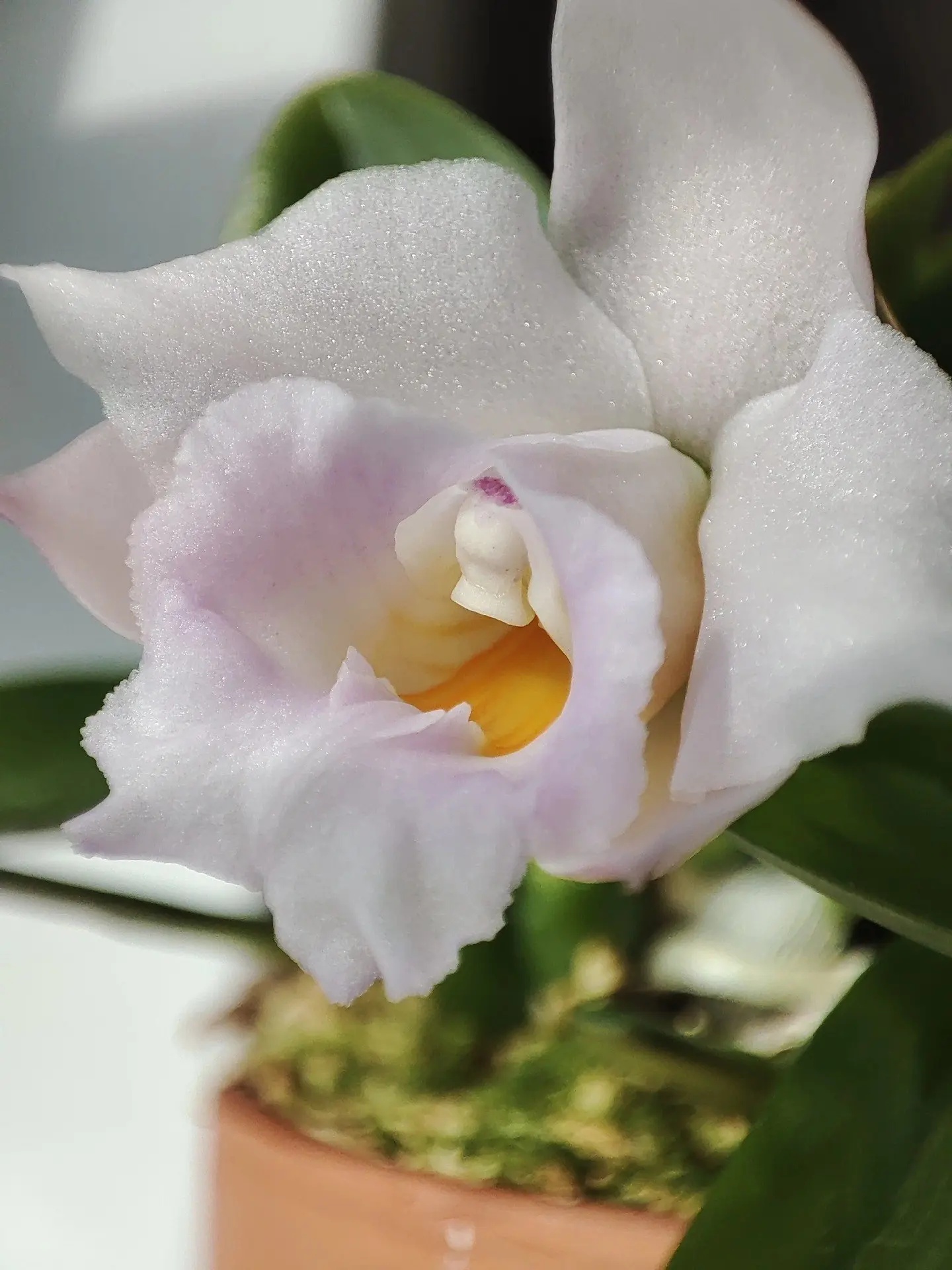 🌺Cattleya (Laelia) alaorii rosa - малышка с невероятно приятным, тонким ароматом. 

📱 Мир Орхидей.