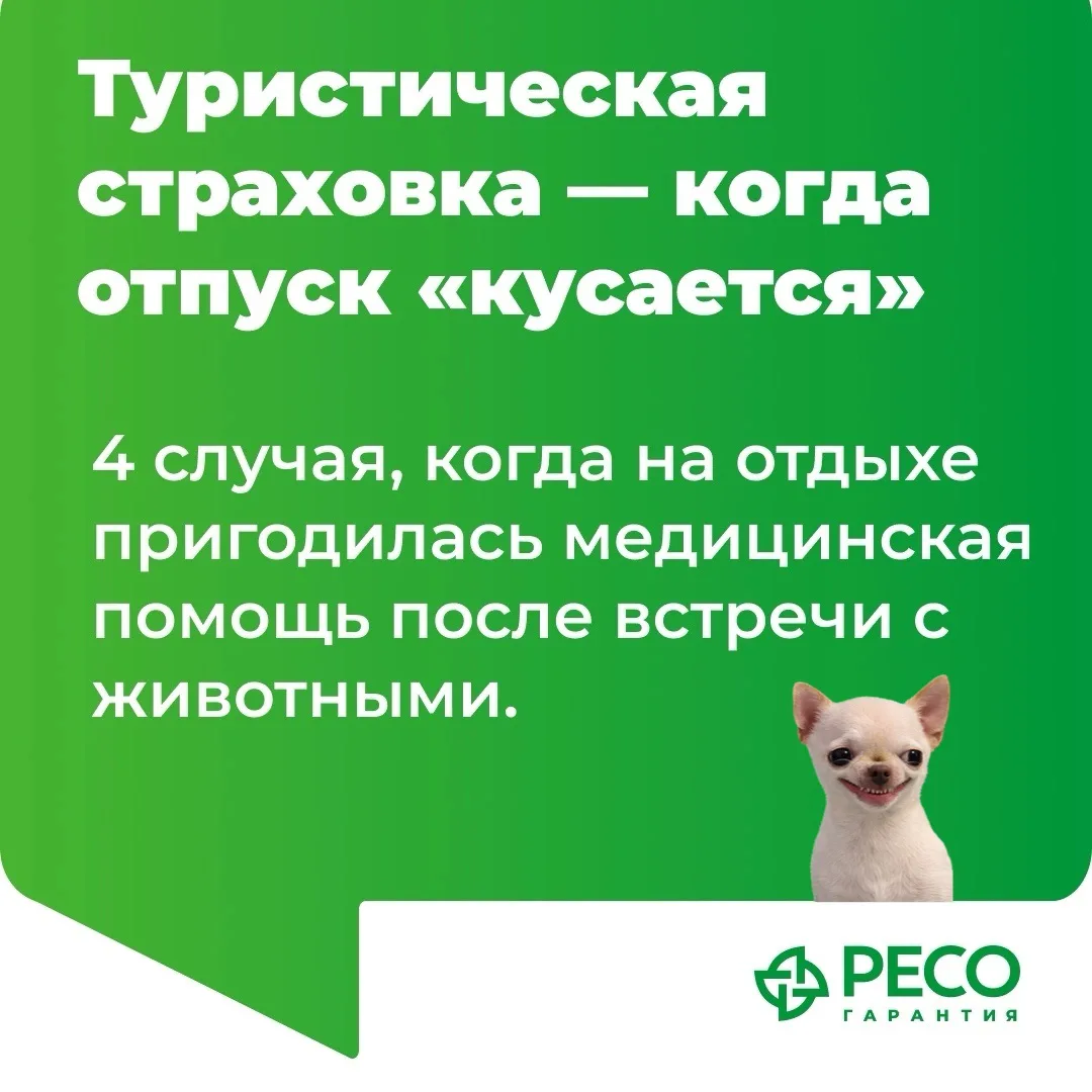 На отдыхе можно встретить кого угодно. И иногда этот кто-то может быть настроен не совсем дружелюбно