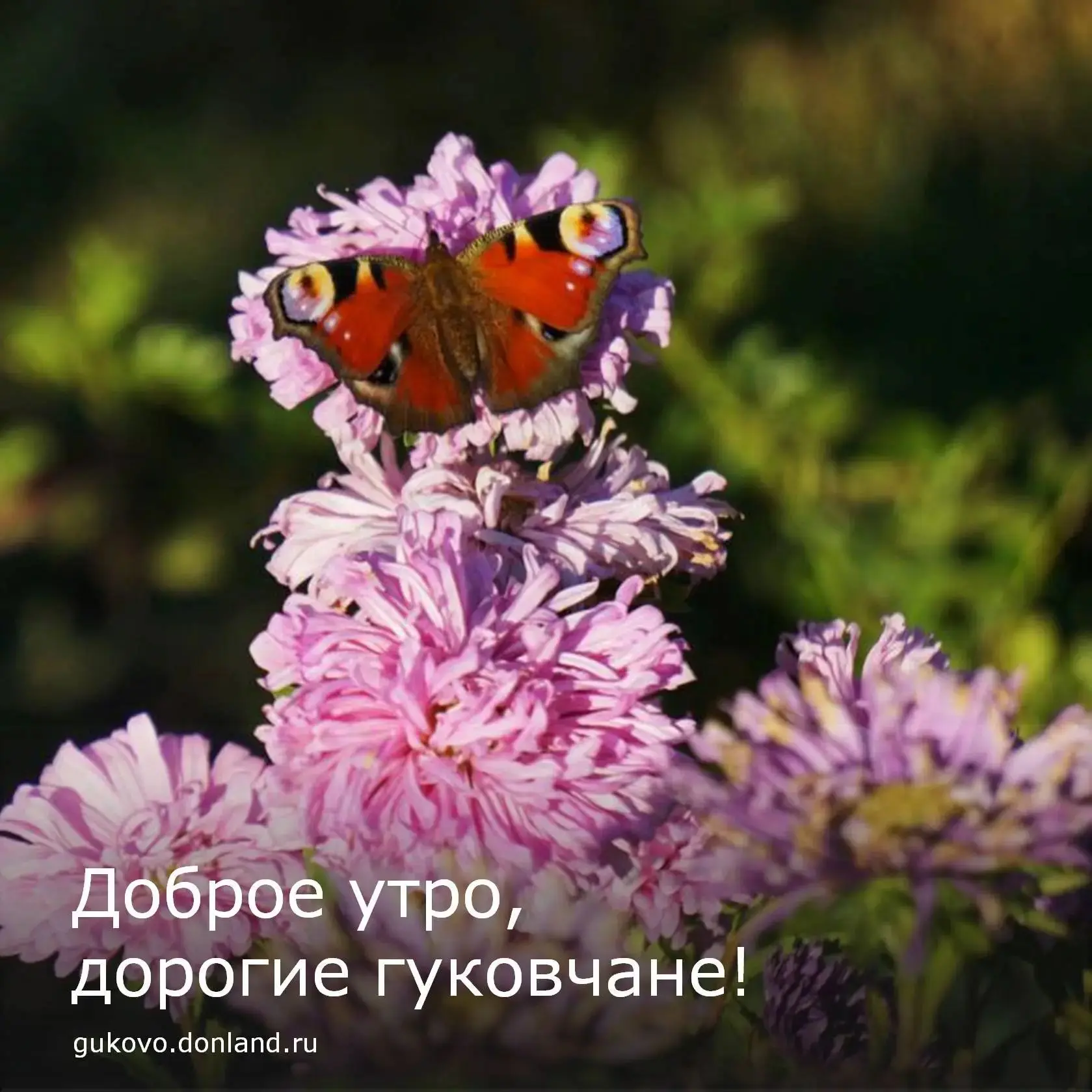 С добрым утром, гуковчане🌻