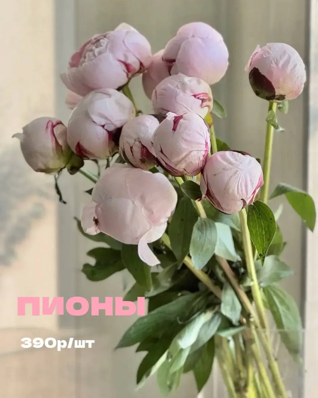 Пионы! Осторожно: вызывают зависимость⭐