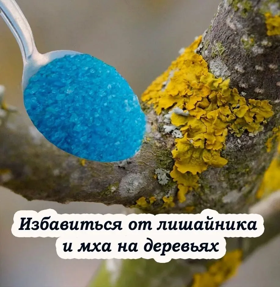 🍂 Осенняя обработка сада от лишайника и мха – важная часть подготовки плодовых деревье...