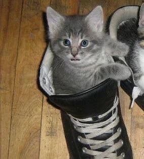 🐈🐈‍⬛