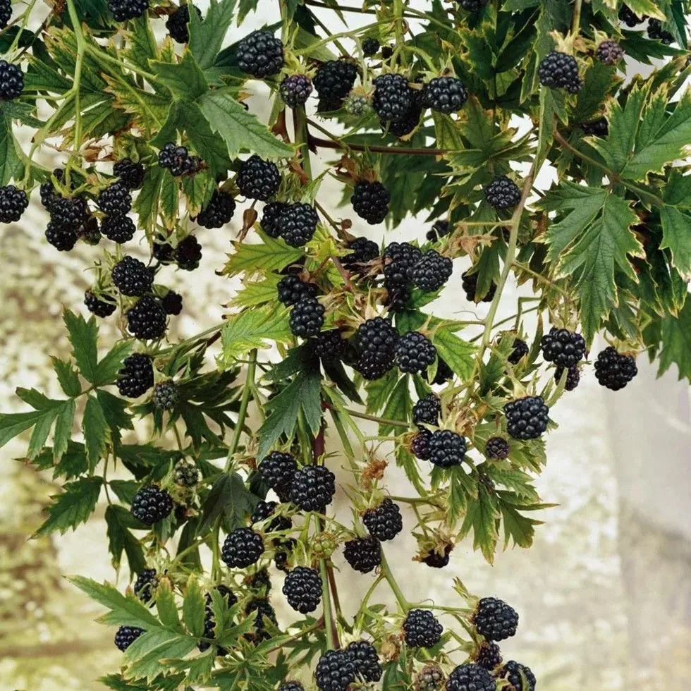 Ежевика "Thornless Evergreen": бесшипная, вечнозелёная, сладкая 🍇🌿 

Знаете, как бывает: хочется п