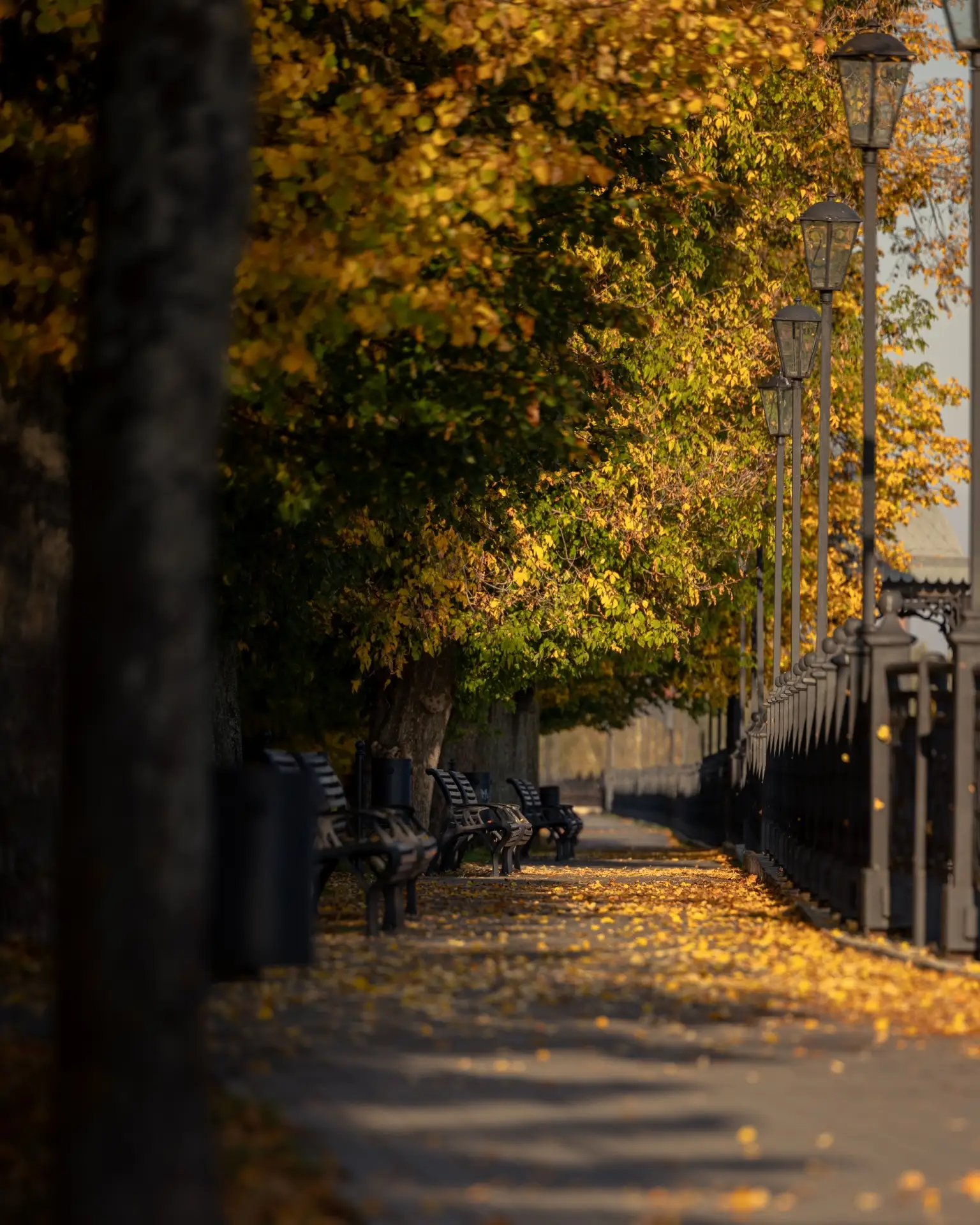 🍂 Золото осени на Волжском бульваре #Кинешма