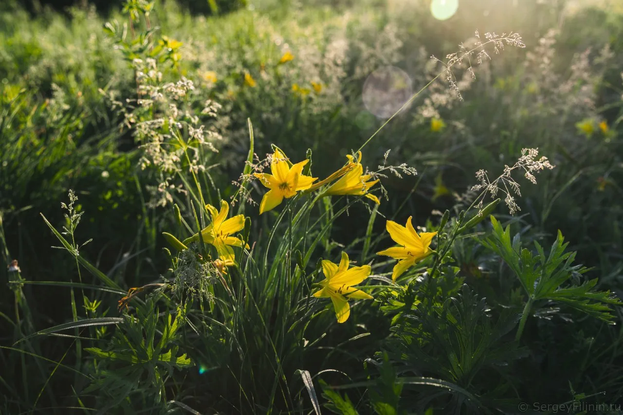 Лилии на острове Татышев 🌱