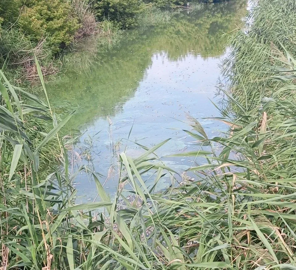 Жители Морозовска сообщили о неприятном запахе и гибели рыбы в водоеме на улице Кутузова

По словам 