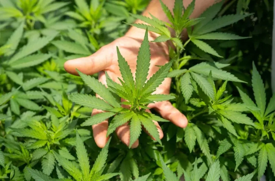 🪴🌿 Около 400 кустов марихуаны обнаружили в центре Владивостока

Неизвестный решил устроить плантац