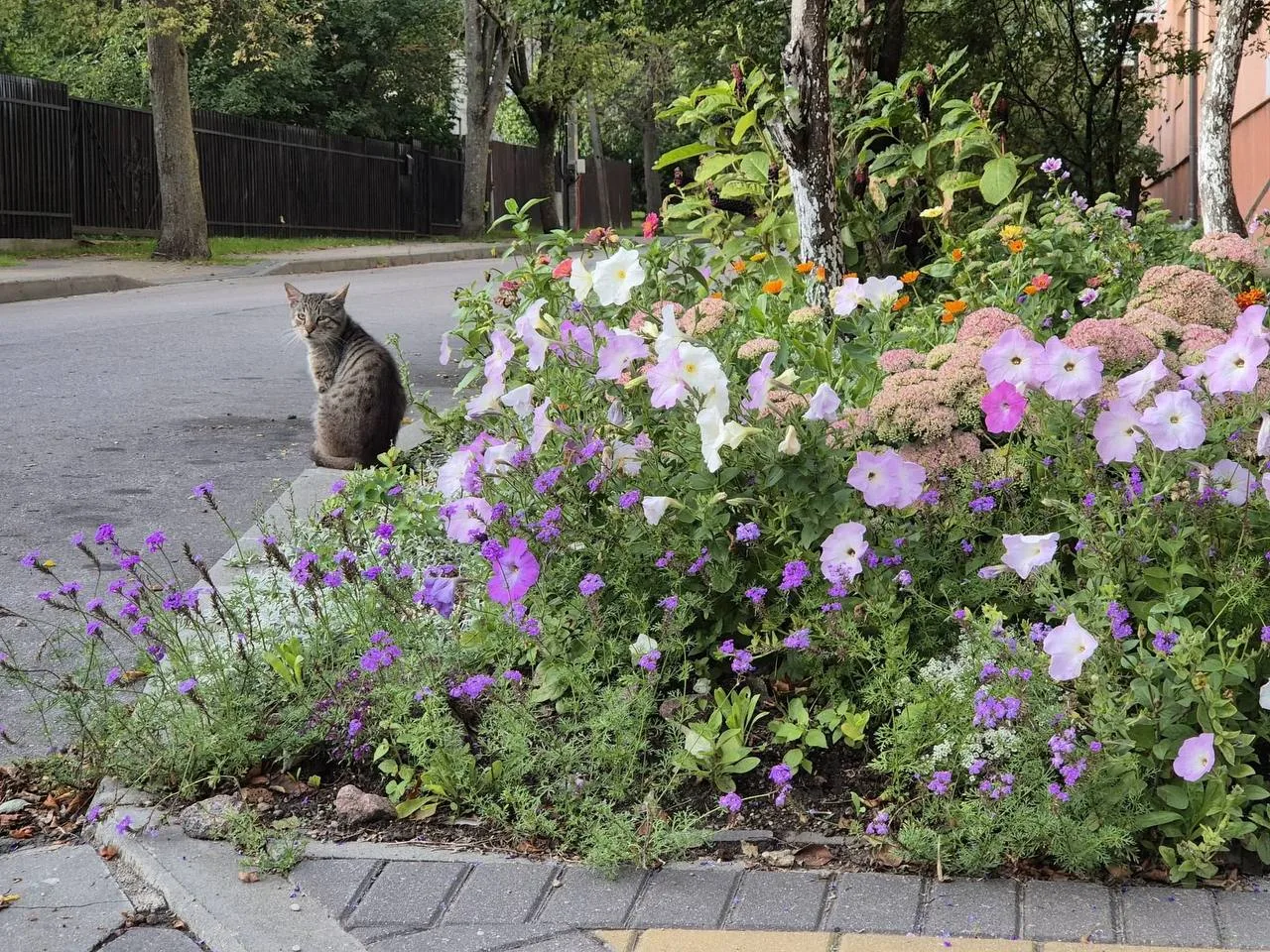 Кошки Зеленоградска и Куршской косы 😸