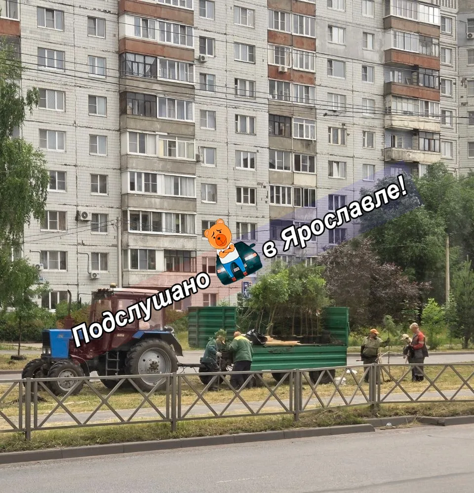 Писали где-то, что будут засаживать город молодыми деревцами. Приступили от слов к делу) 🤗
📍Ленинг