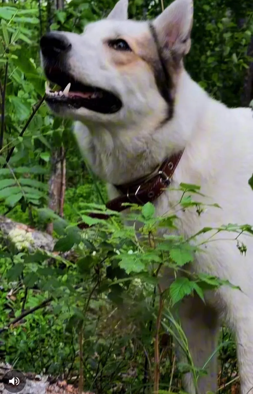 🐾 ОХОТНИКАМИ НЕ РОЖДАЮТСЯ, ИМИ СТАНОВЯТСЯ! 🐕

Привет, единомышленники! 🌲 Воспитание охотничьей со