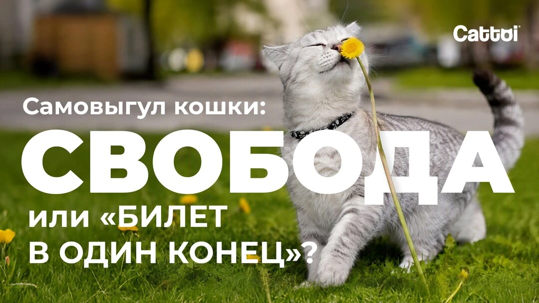 Самовыгул кошки: свобода или билет в один конец?