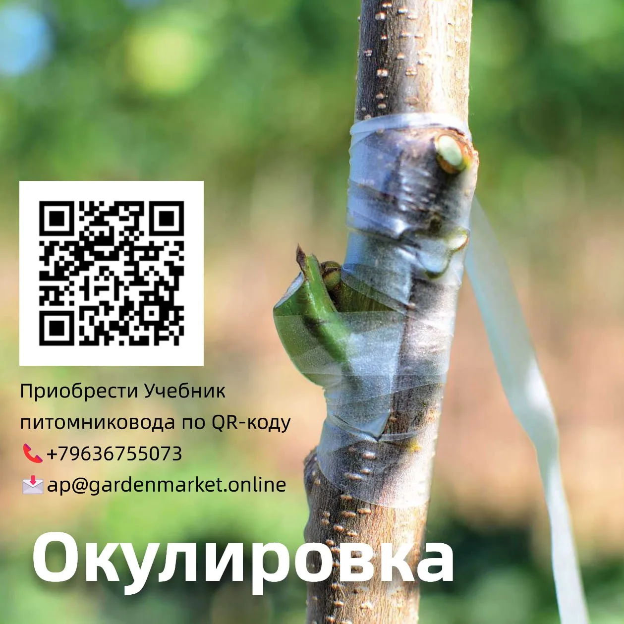 🌱Окулировка

Одной из составляющих производства посадочного материала плодовых культур является оку