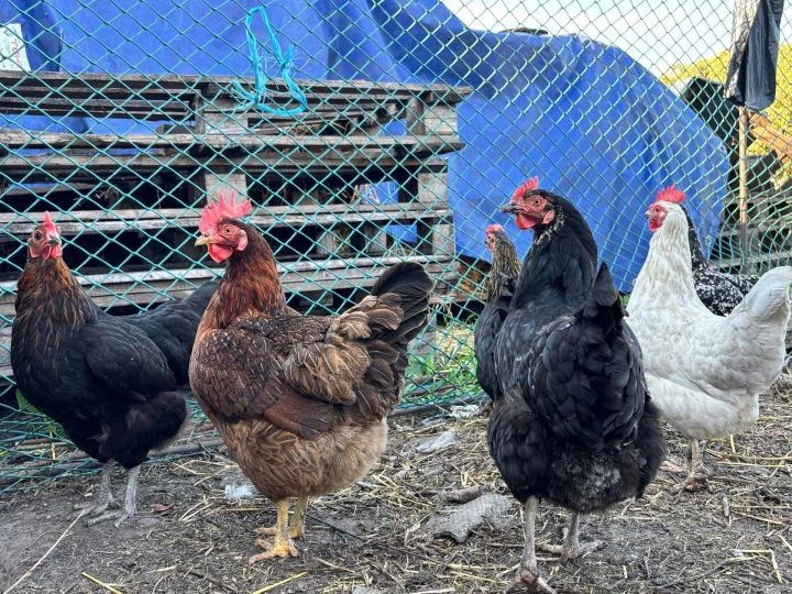 🐔🥚Тавыкларның йомырка салуын ничек арттырырга?
