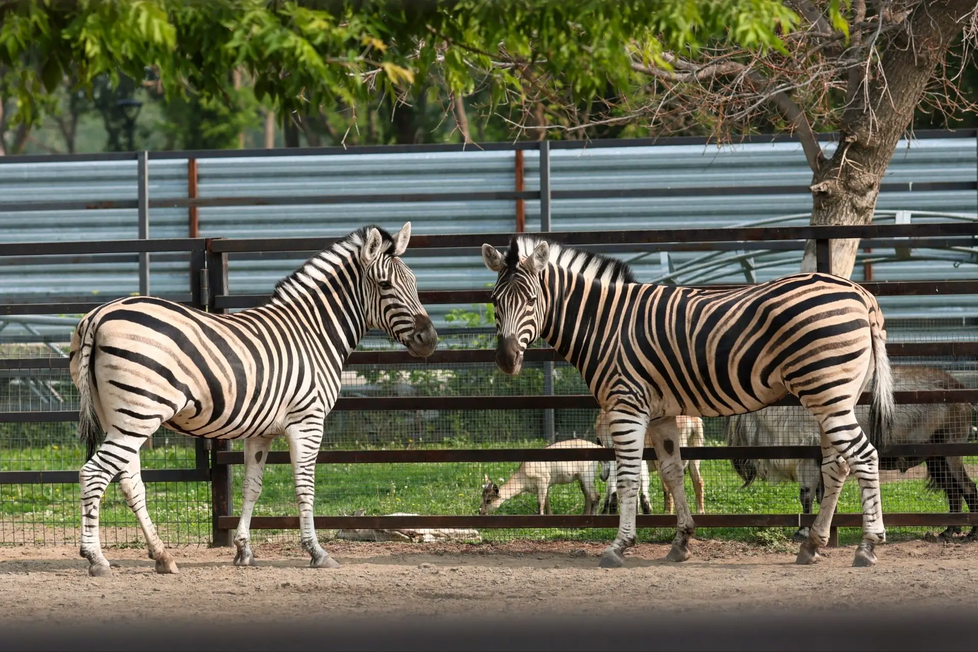 В барнаульском зоопарке показали, как «ссорятся» зебры 🦓

Сотрудники зоопарка «Лесная сказка» запеч