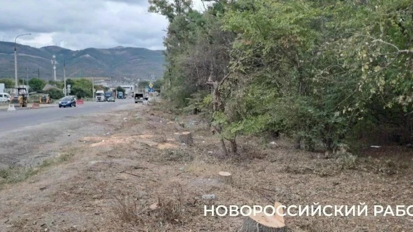 В Новороссийске расширяют дорогу и вырубили деревья вдоль нее. Все ради нового микрорай...