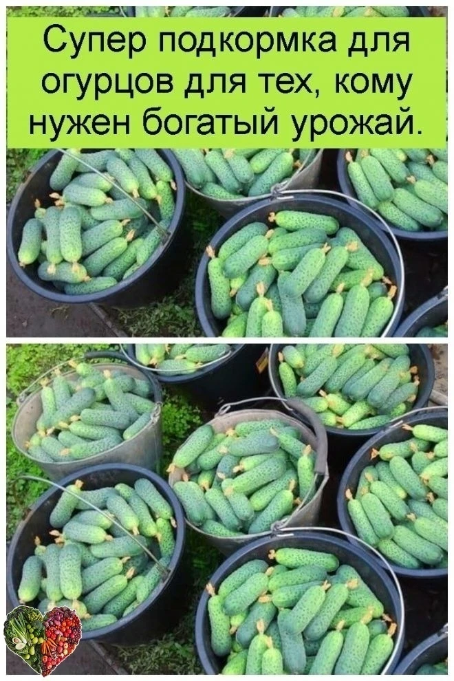 ДАЧНИКАМ НА ЗАМЕТКУ. РЕЦЕПТ РАБОТАЕТ! В этом году мы решили опробовать подкормку огурцов молоком с й