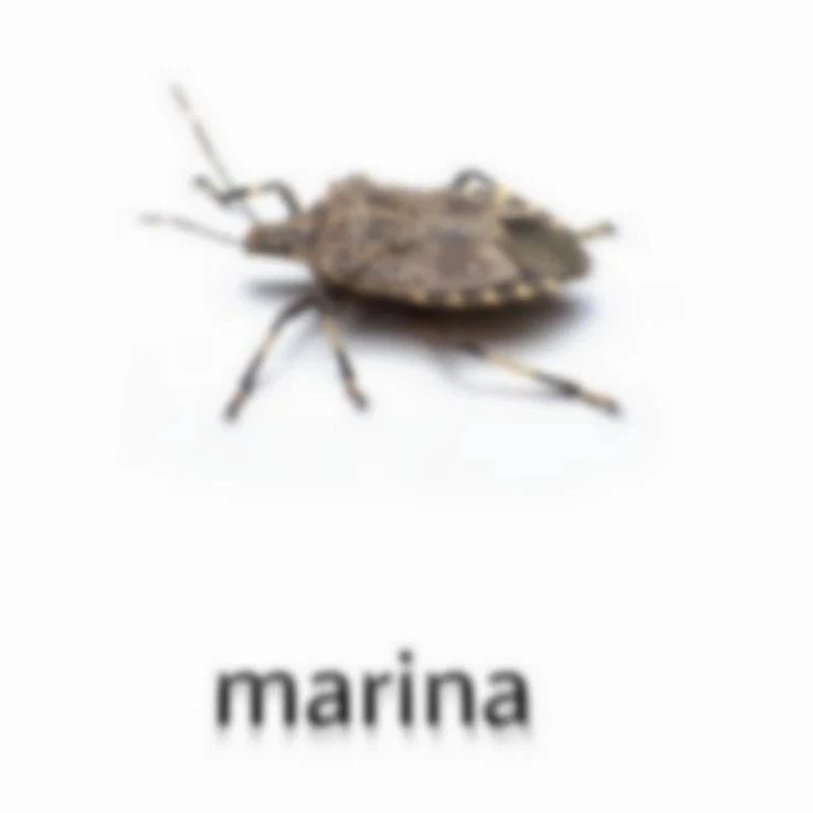 кидай марине