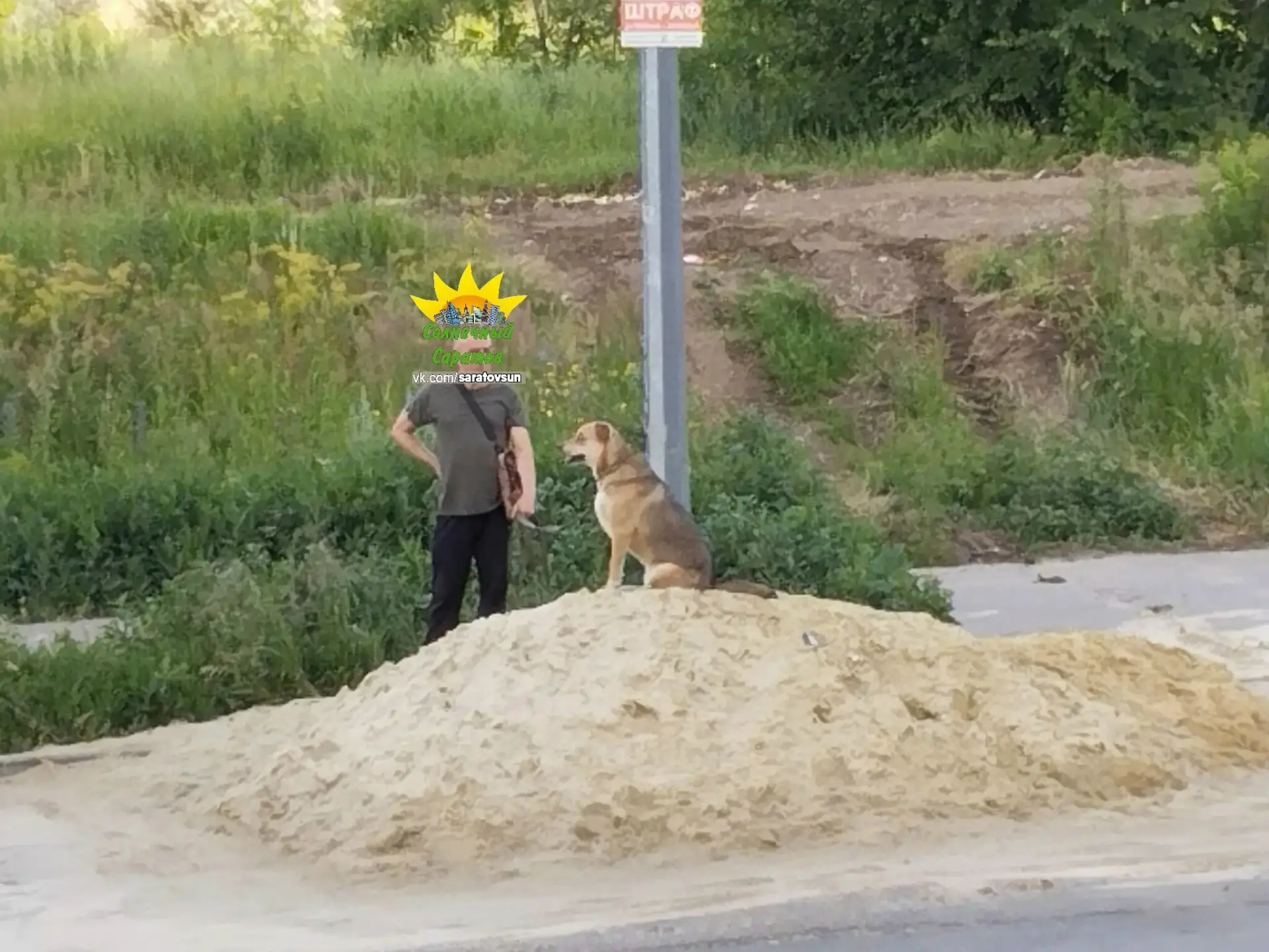 Собака гадит в песочнице напротив Гришаева, 8