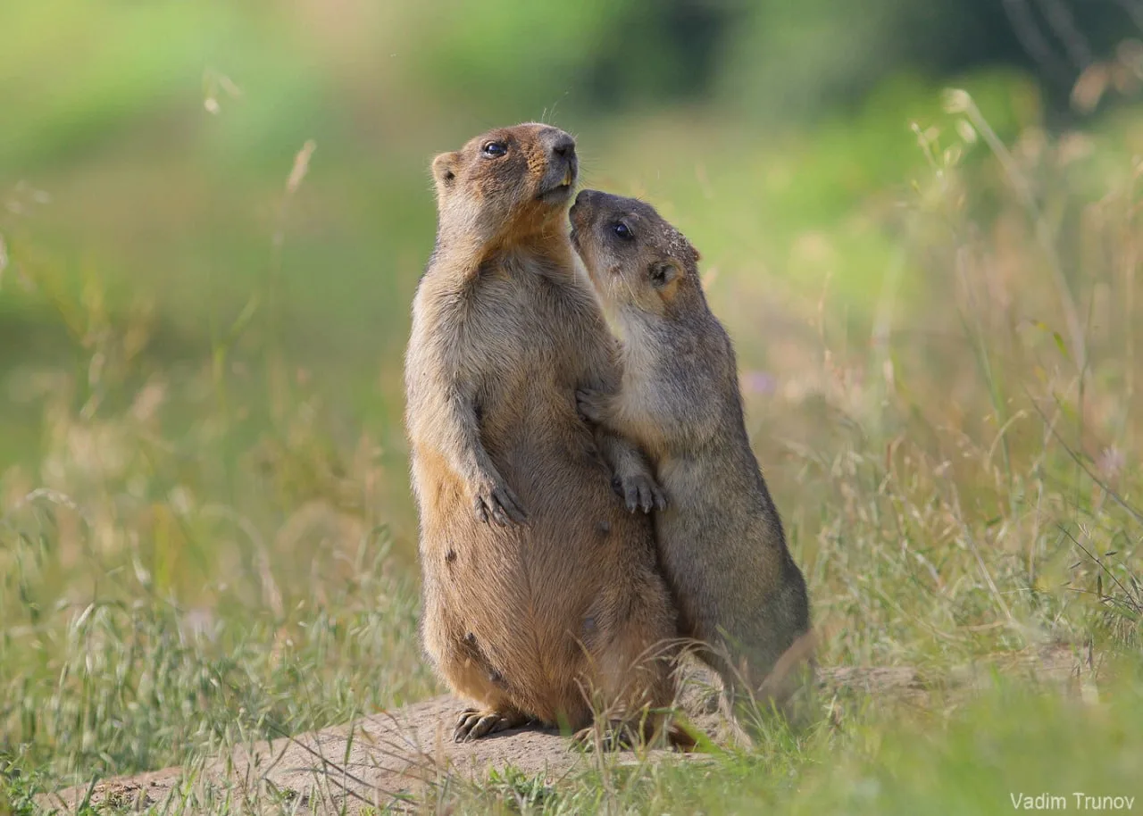 — Мам, ну купи! Это последняя игрушка, честно, больше просить не буду...