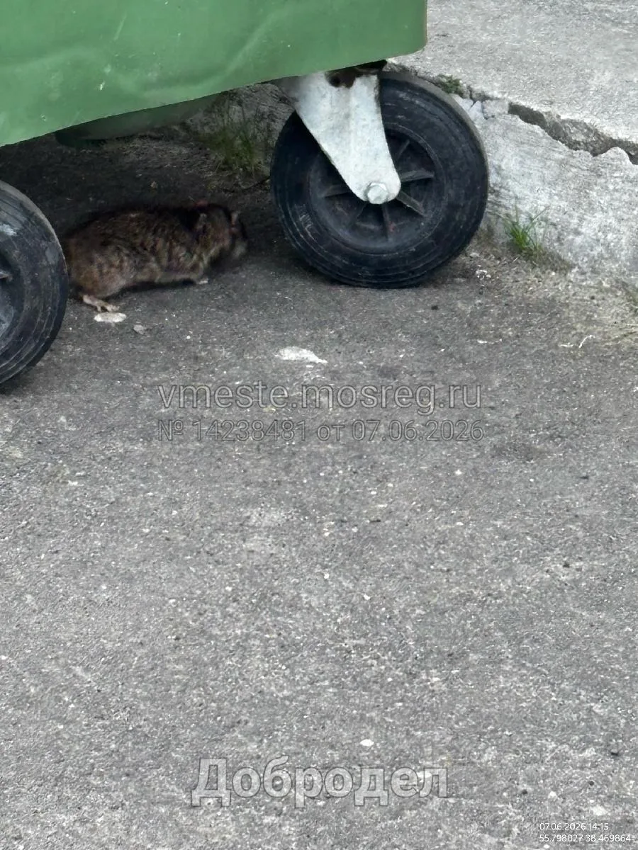 🐀 Крысы у мусоропровода на Корнеева, 2а 

Житель дома сообщает, что в первом подъезде регулярно бег