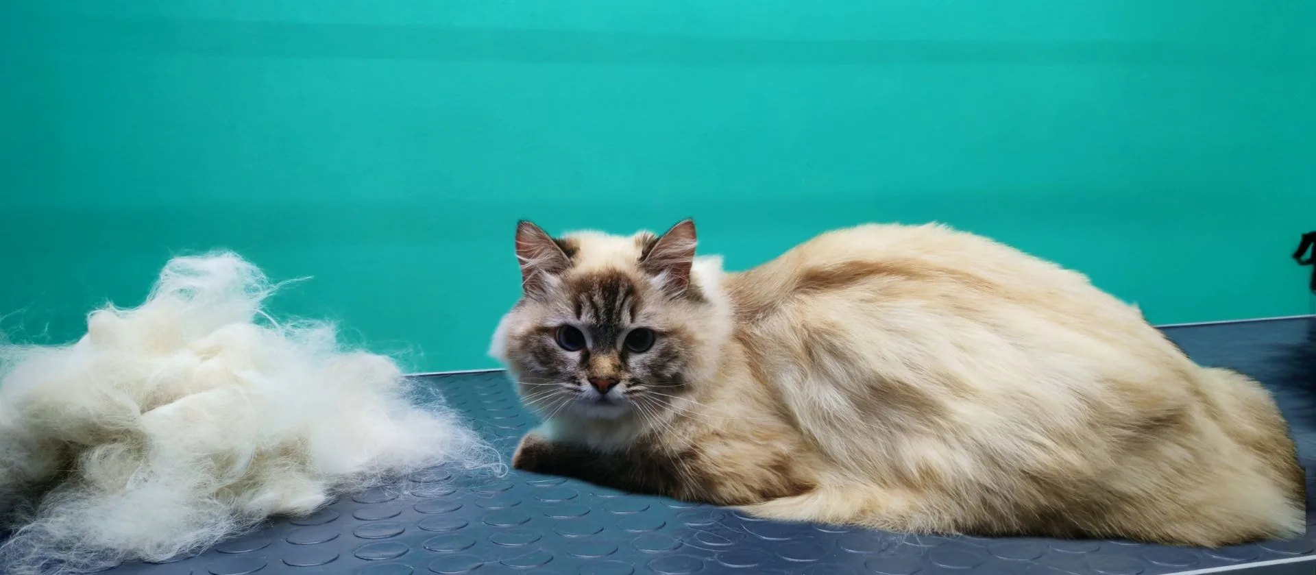 Кошечка - Невская-маскарадная 🐈 первый раз на экспресс-линьке 💞