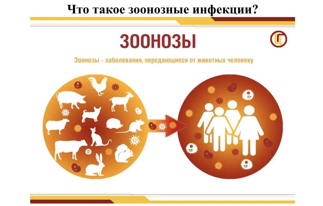 Животные могут быть источником различных инфекционных заболеваний, которые передаются человеку.
Эту 