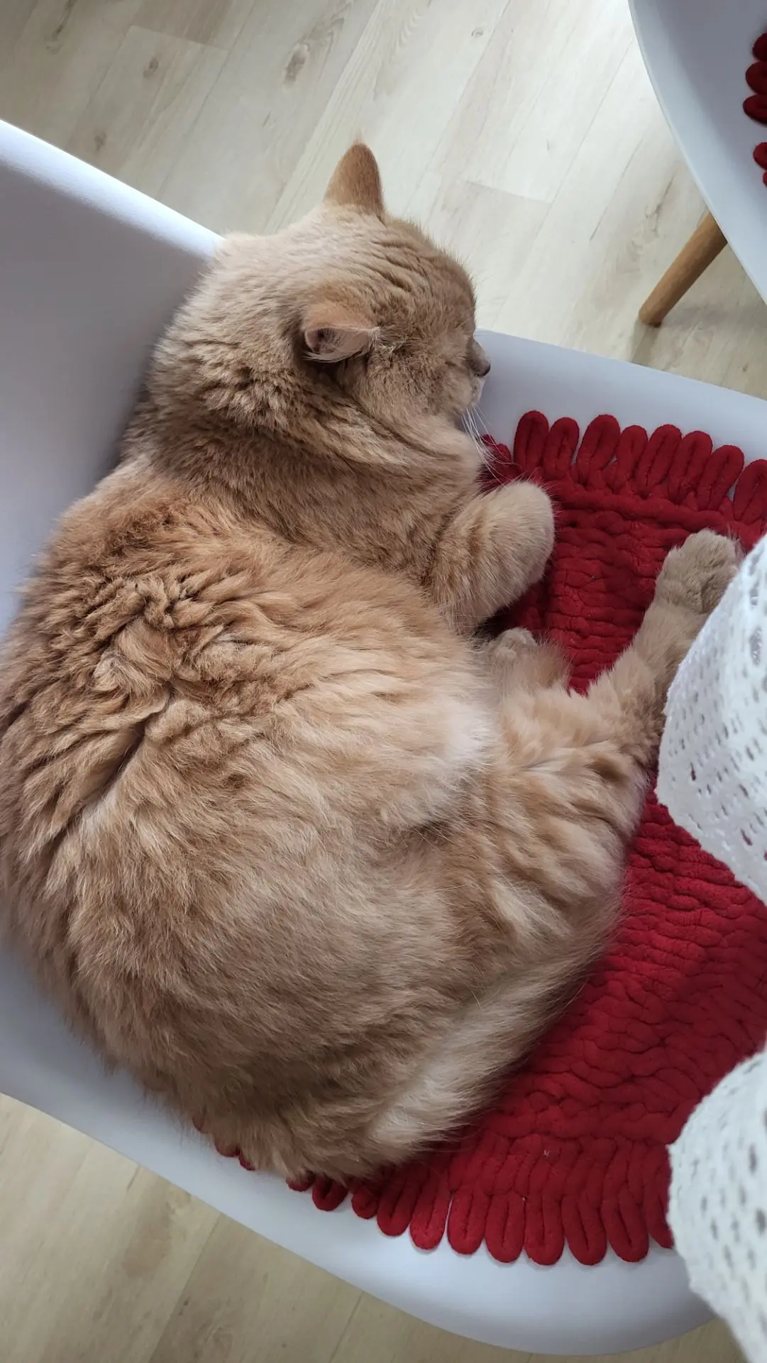 Персик всегда со мной, помогает😅🐱