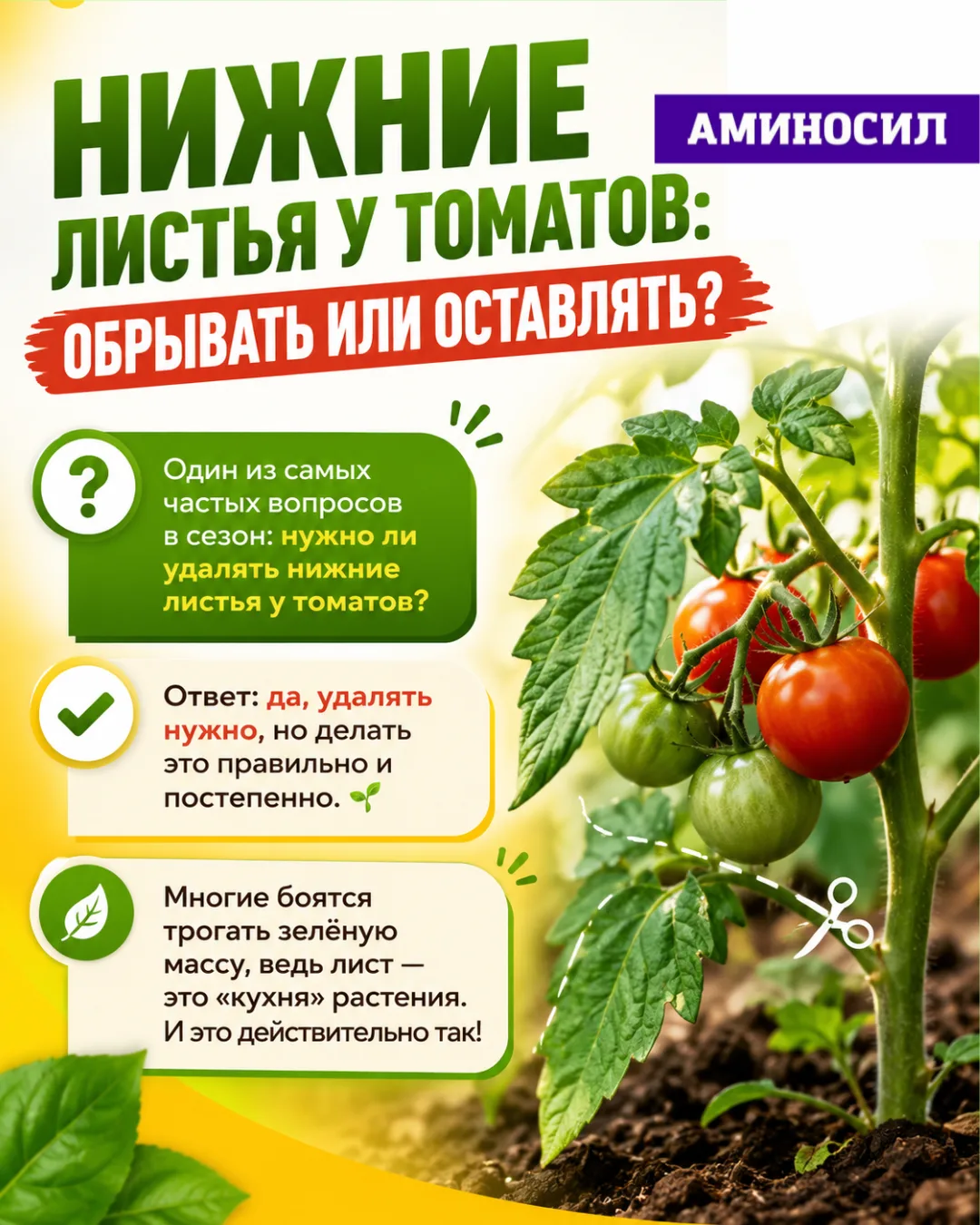 🍅 Нижние листья у томатов: обрывать или оставлять?