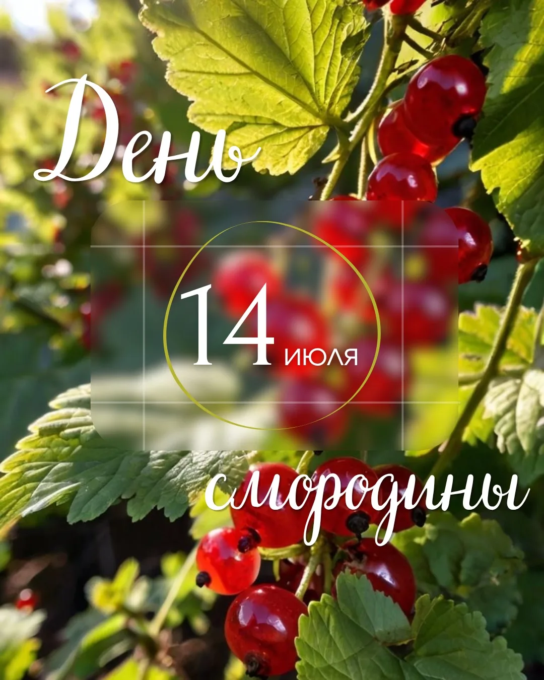 14 июля — День смородины 

К середине июля чёрная, красная и белая смородина достигают пика спелости