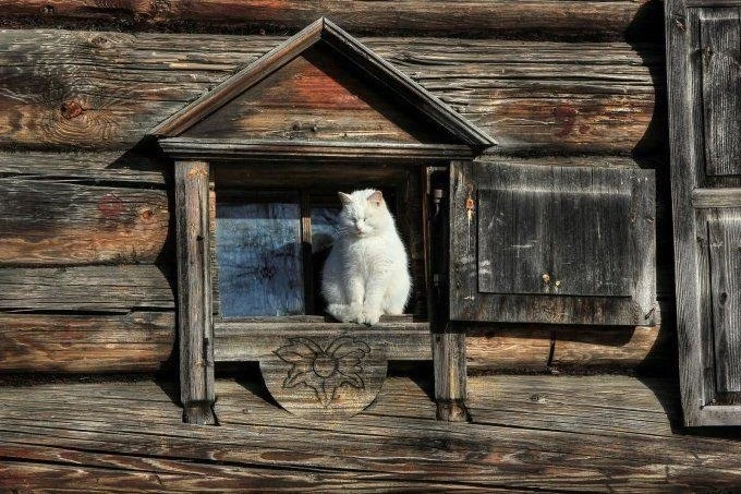 😻Кошка дороже коровы и коня: как относились к кошкам в древней Руси