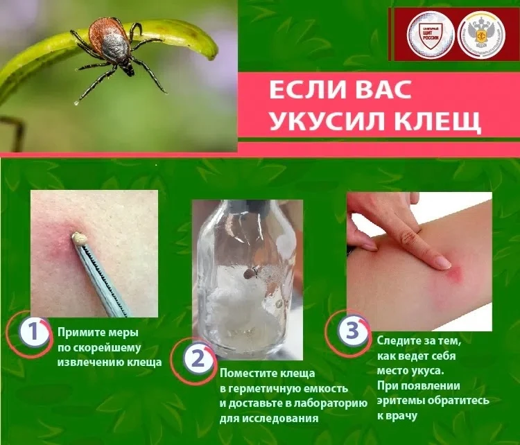 ☝🕷Несмотря на то, что обитающие на территории Курской области клещи не являются источником энцефали