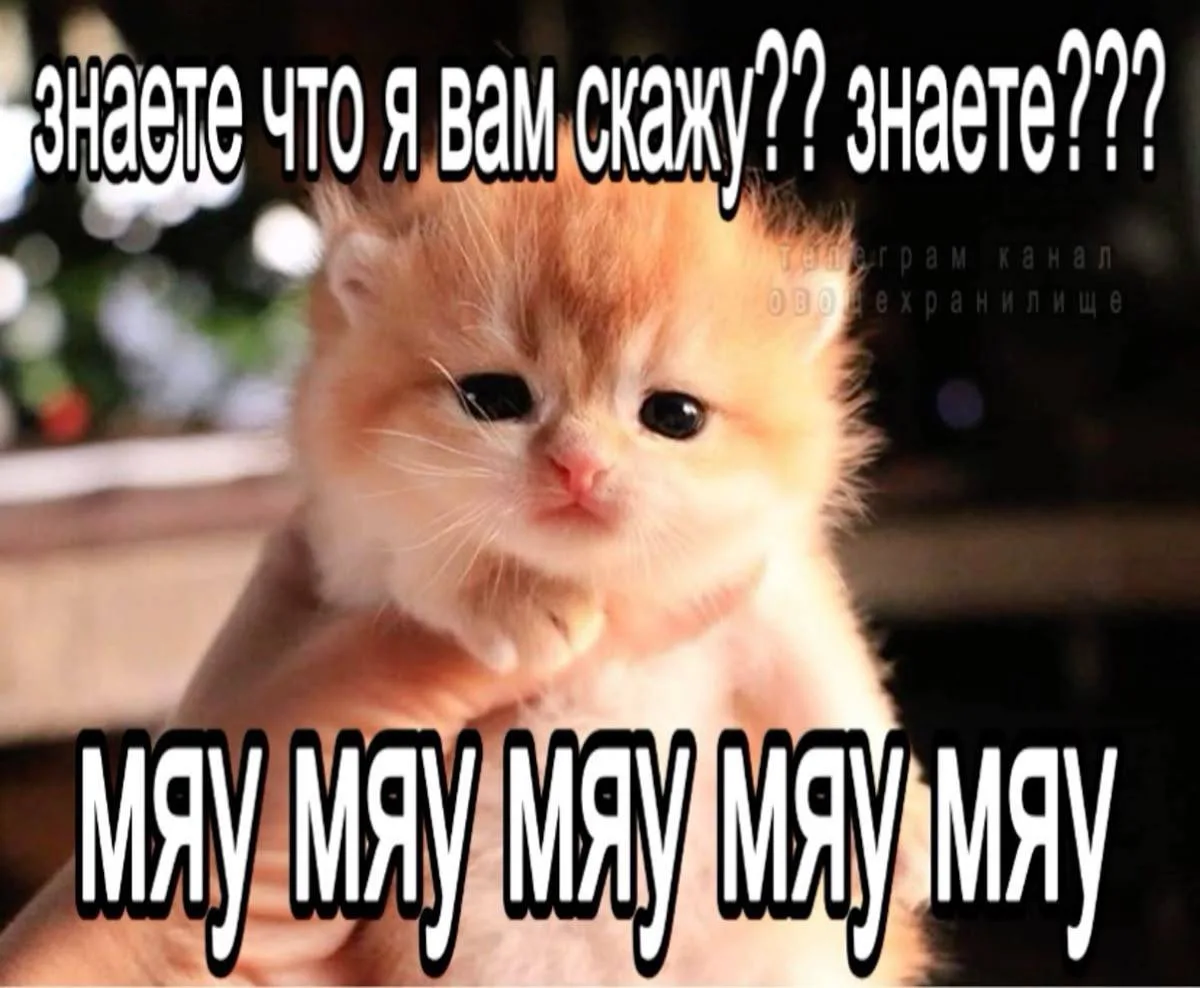 МЯУ