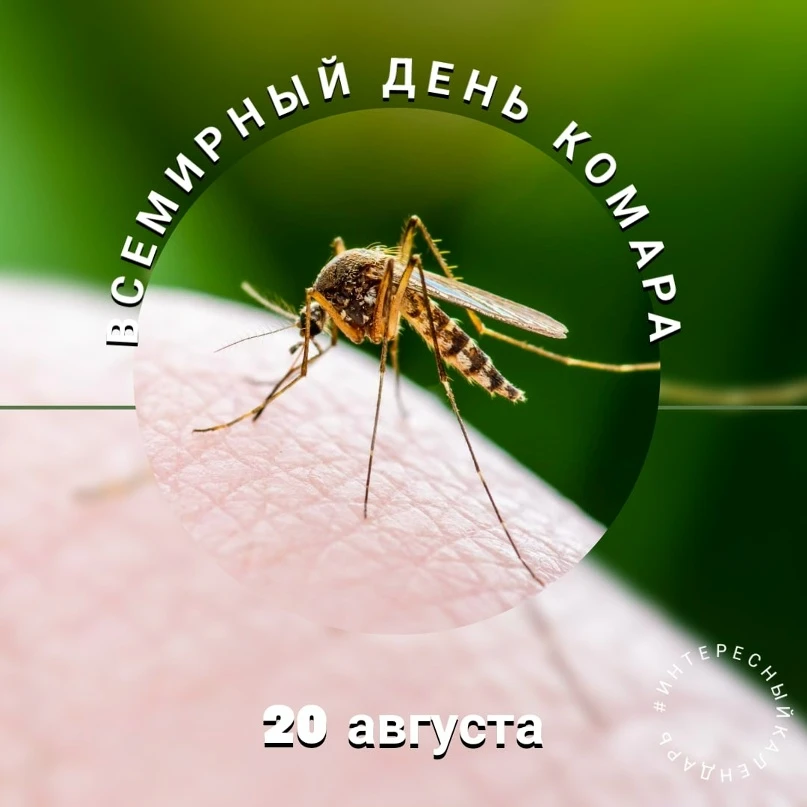 🦟20 августа отмечается всемирный день комара (World Mosquito Day).