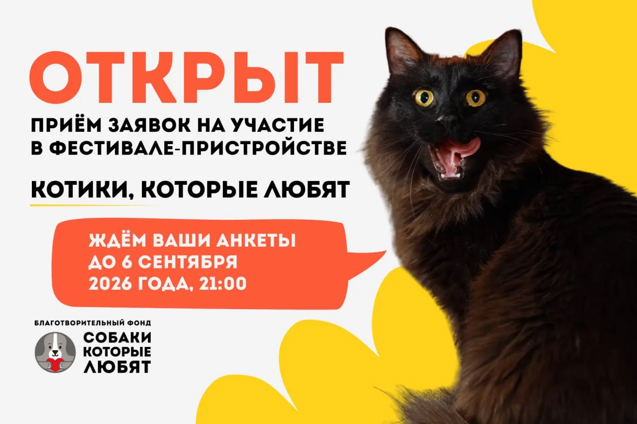 Открываем приём заявок на участие в фестивале «Котики, которые любят» 🐱