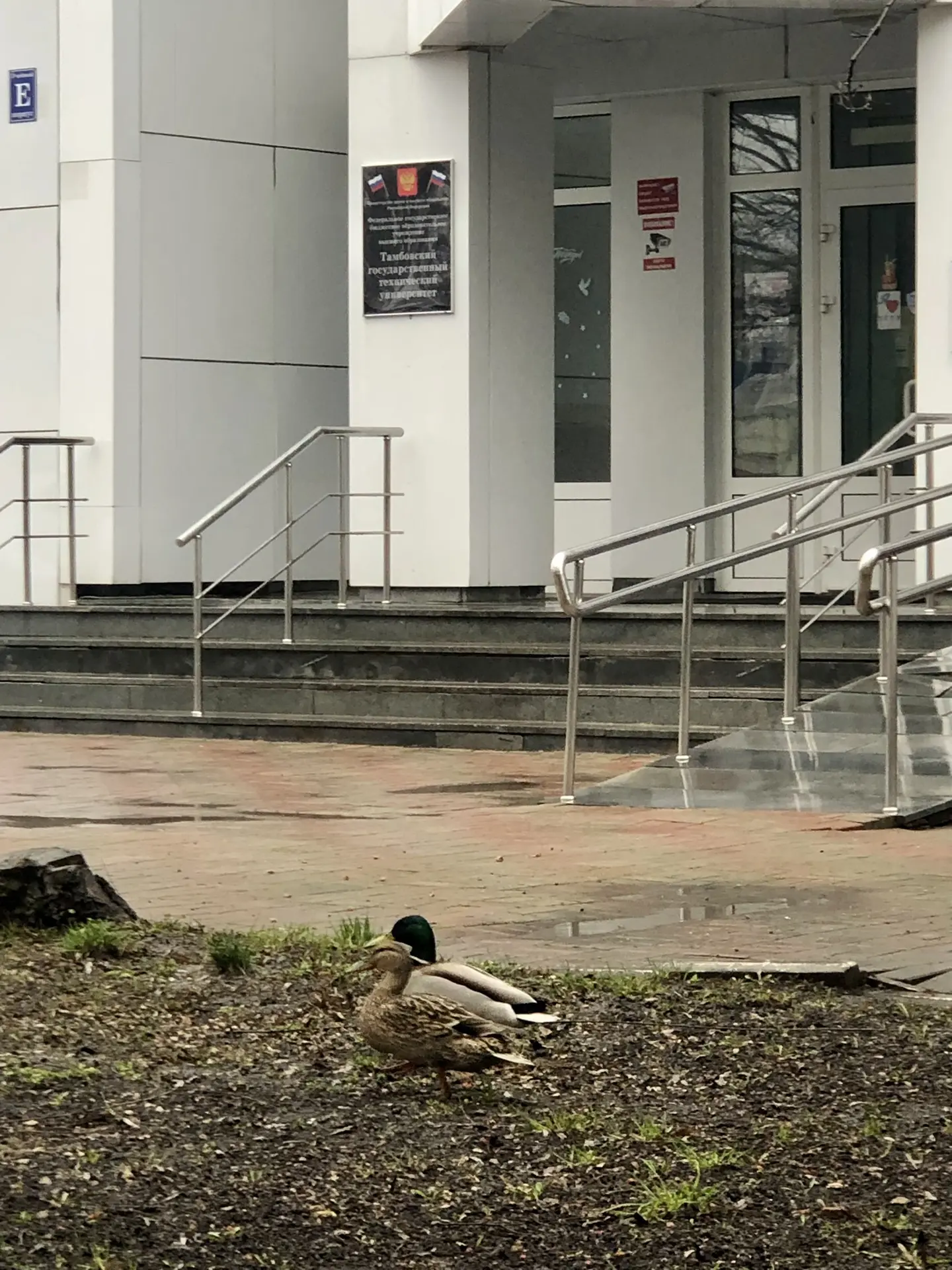 🦆 Срочные новости: в АрхСиТ прибыли эксперты по ландшафтному дизайну! 🕵️‍♂️📐  Сегодня у входа в корп
