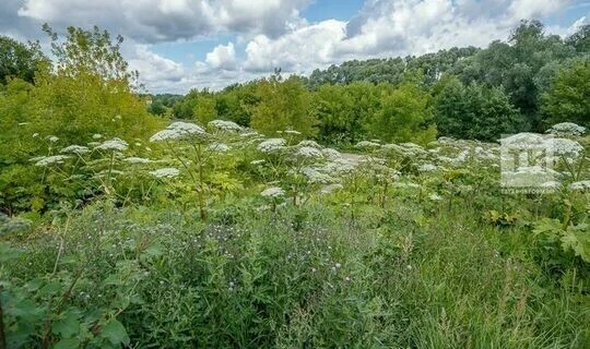 Борьба с борщевиком Сосновского