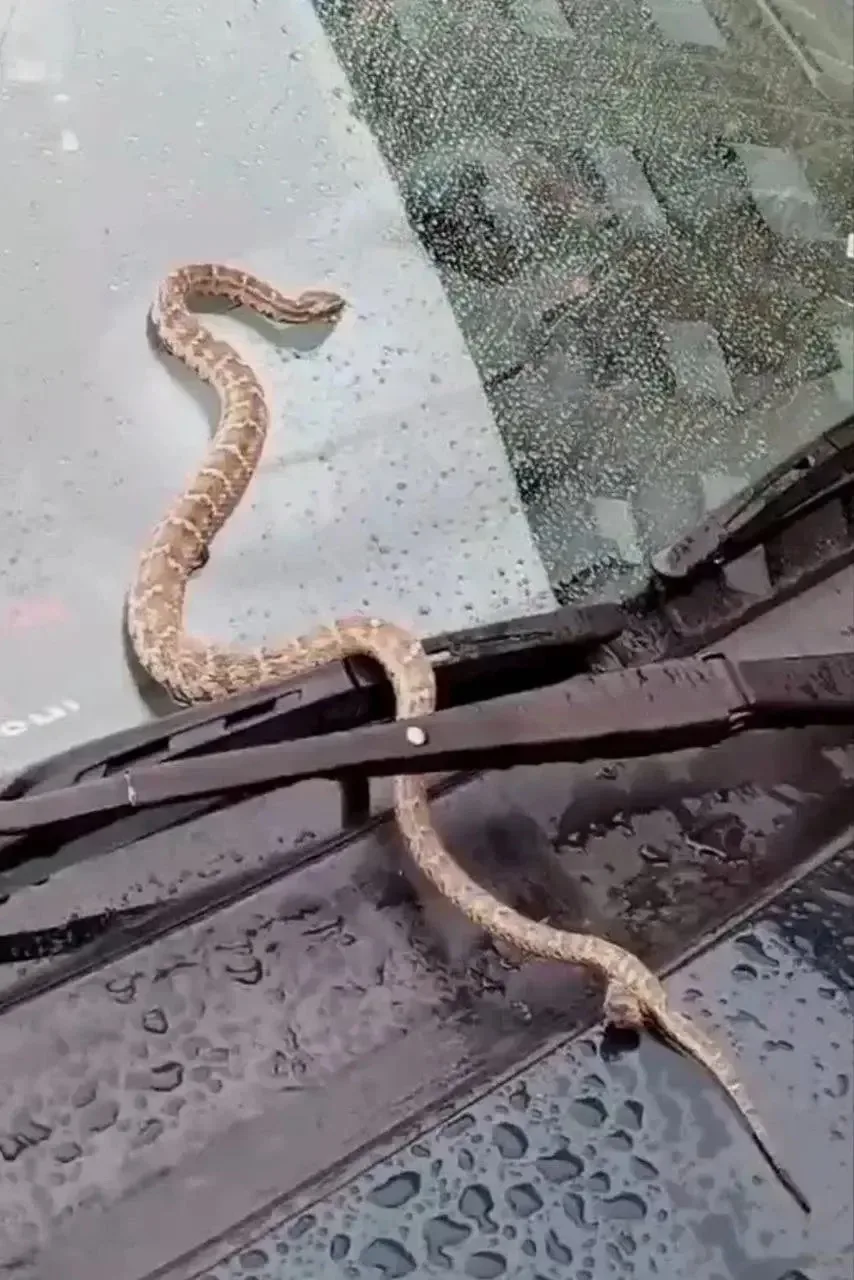 Ядовитую змею нашли двое полицейских в Иркутске 🐍