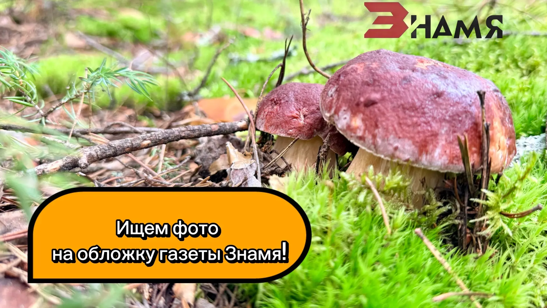 Внимание, грибники Володарского округа!