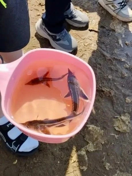 Амбассадоры рек запустили в Волгу новых мальков!🐟 ♻️ В течение года в центрах образования и детских 