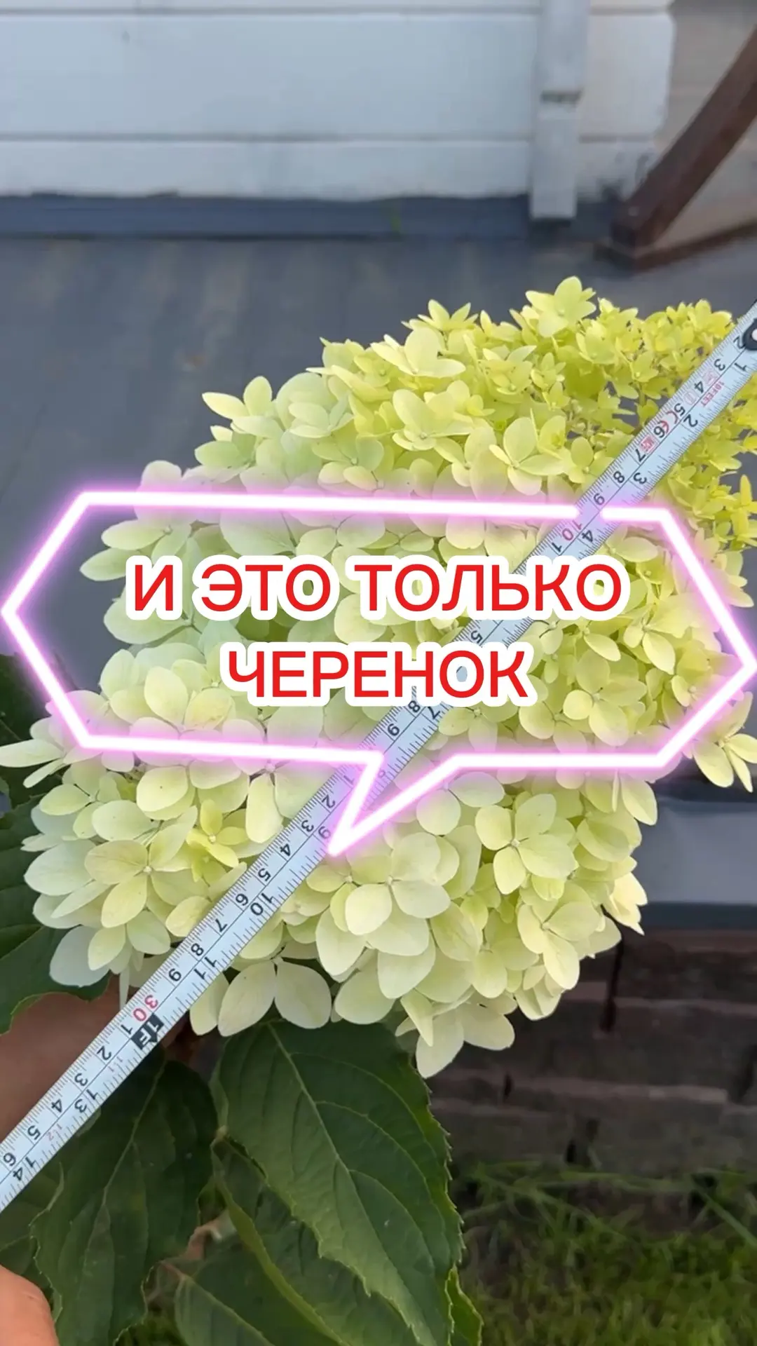 Кому нужен осмакот и кто хочет купить не подделку, но при этом по очень выгодной цене, ...